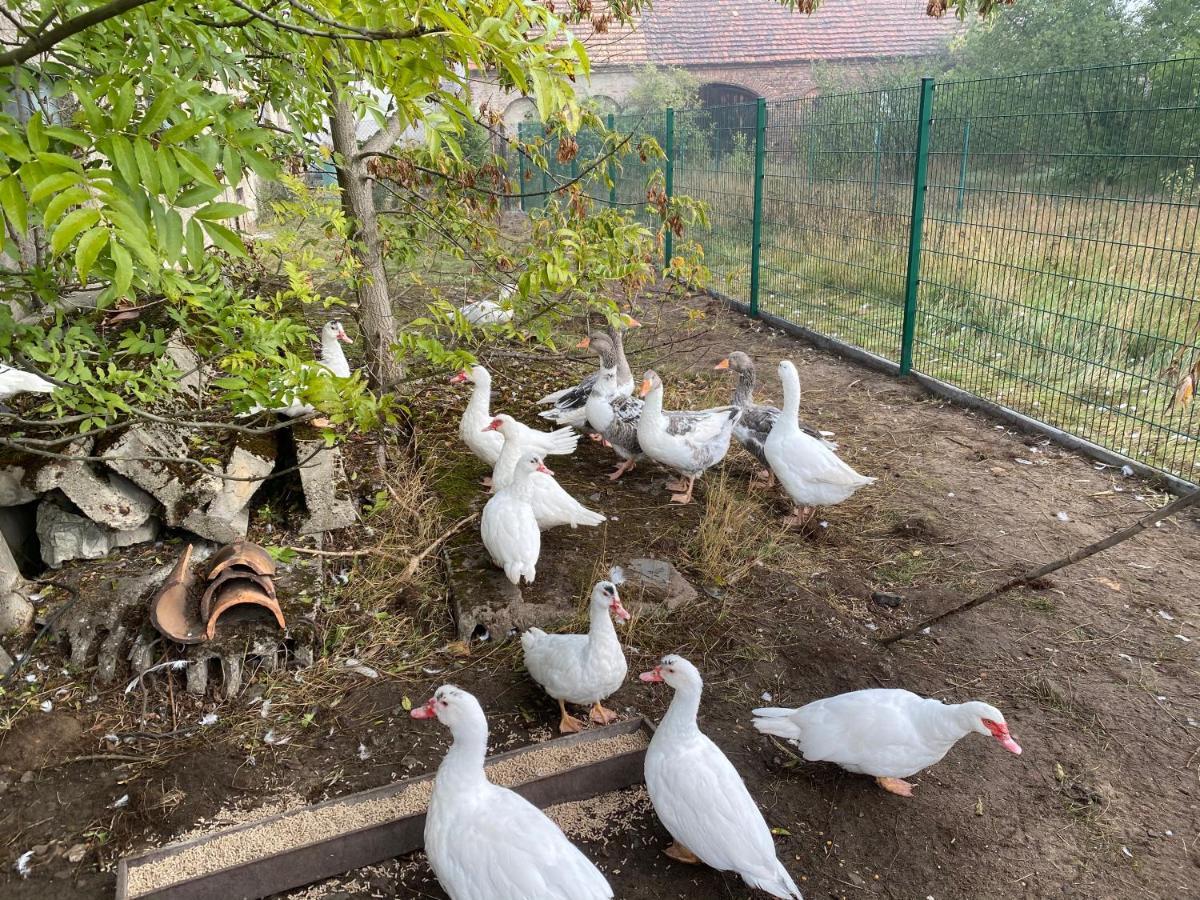 Ferienwohnung Auf Dem Bauernhof Cottbus Ngoại thất bức ảnh